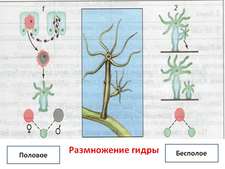 Mega ссылка тор onion